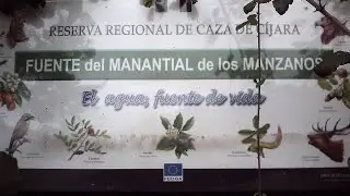 Camino Bohonal, vista hembra de ciervo o corzo y crias de oveja 2014