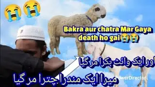 A huge loss, a goat and a sheep both died 😔बहुत बड़ा नुकसान हो गया, एक बकरा और एक भेड़ दोनों मर गए।