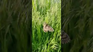 Fly, fly little butterfly 🦋 