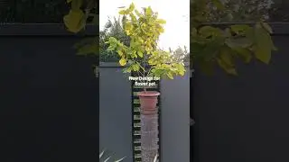 New Design for flower pot