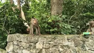 Nature Monkey KH &ndash; Real Jungle Life of Wild Monkeys in Cambodia #monkey #mountains #forest #wildlife