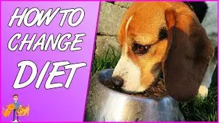 How to Change Your Pets Diet: the stress free approach!