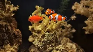 SPACE Aquascape Ambient Meditation Music | Calm Underwater