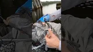 Оптимальная тактика для охоты на овцеголового макреля.