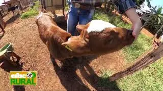 ABC Rural: Cr&iacute;a de terneras lecheras con sistema de guachera