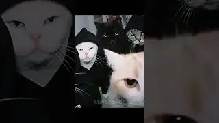 Cats Can't Be Gangsters