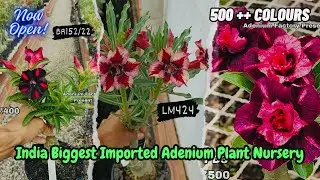 India Biggest Adenium Plant Nursery || Buy Imported Adenium Plant Online ||