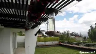 Quinde ecuatoriano (colibr&iacute;) / Ecuadorian hummingbird