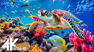 Underwater scenes in stunning 4K video resolution - Beautiful Marine Life for Stress Relief