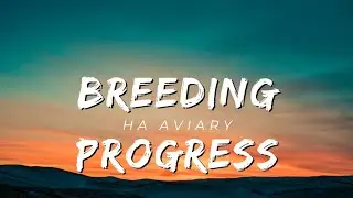 BREEDING PROGRESS HA AVIARY 🔥
