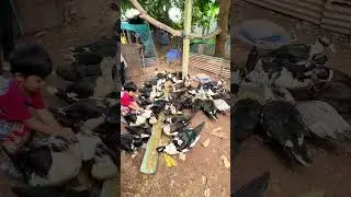 Profitable Muscovy Duck Meat Farming &ndash; Tips & Tricks