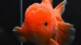 Fancy Goldfish Care For Beginners