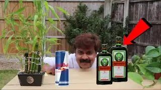 സാധനം ആയൂർവ്വേദം ആണ് ! പോളിയാണ് ! JAGERMEISTER Herbal Liqueur || Malayalam Review 2020