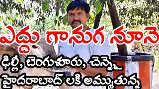 Cold Pressed Oil | Cow Driven Oil | Edhuganuga Nune | Ganuga | గానుగ నూనె తయారీ.
