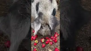 Thank you for the love to Trigger. Thanks #Sainsbury&rsquo;s, #Lidl & #mands for animal fruit & vegetables