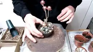 TOKIIRO 多肉植物アレンジ制作#002