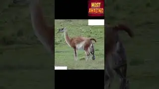 How Guanaco Give Birth | Animals giving birth #shorts