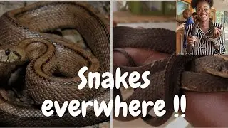 Reasons To Visit The SNAKE PARK At Nairobi National Museum!#lola #adventure #snakes