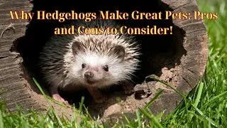 Why Hedgehogs Make Great Pets: Pros and Cons to Consider...#animal #animalkingdom #wildlife