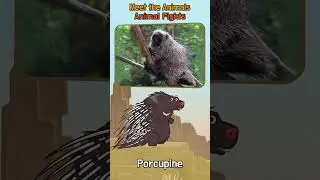 Animals Fights I Kangaroo, Porcupine, Moose & Ostrich 🦘🦔🦌🐦 | #shorts |#funforkids | Little Fox|