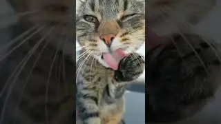 Lovely Cat Vibes  #shorts #youtubeshorts #animals