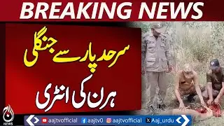 Shakargarh Wildlife News | Deer Enters Population Area | Wildlife Dept Action - Aaj Pakistan News