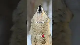 Why do wolves howl during a full moon? | I wonder #facts #learning #history  #fyp #shorts #story