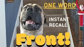 Teaching Charlie a NEW Recall Command: &ldquo;FRONT&rdquo; #englishmastiff