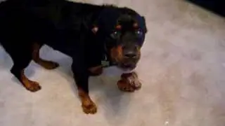 capone7