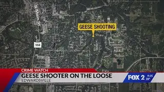 Police investigate possible geese shooting in Edwardsville