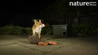 Red fox trying to pry open a rolled-up hedgehog in an urban garden at night, Greater Manchester, UK