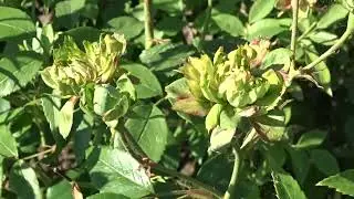 Rosa chinensis &acute;Viridiflora&acute;