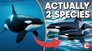 Scientists Discover Secret Orca Species Hiding in Plain Sight