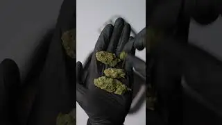 Bubble Gum Hydro &ndash; Fleur CBD hydroponique saveur gourmande | Kilogrammes