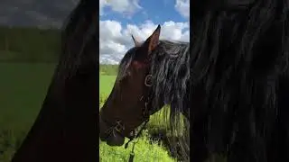 Прогулка с лошадью #horse #horseshow #лошади #конь #equestrian #walking #horsetraining #nature