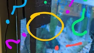 Tidal 75 Seachem Aquarium Filter Review (See comments for which way to turn flow control knob!)