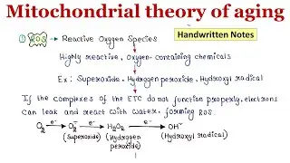 Mitochondrial theory of aging | Handwritten notes