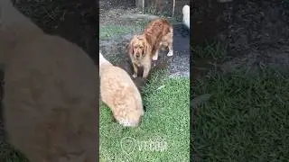 Dog LOSES IT Digging for Buried Bone 🐶🦴