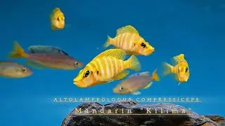 Altolamprologus Compressiceps Mandarin Kilima