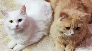 kittens ke liye mangaya Steem Com || Rizzu ki video #vlog #viral #youtuber #kitten
