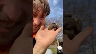 Kr&ouml;tenrettung | Was maxt die Erdkr&ouml;te?🐸