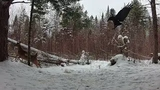 Early January Trail Cams 2026