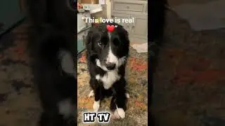 Dogs love deeper than words 🐶  🐾#HappyTailTV #dogshorts #dogsoftiktok #goviral #goviral