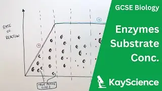 Биология (GCSE) &ndash; Как концентрация субстрата влияет на активность ферментов