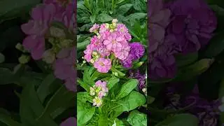How to grow Stock flower Plant #shorts #flowers #gardening