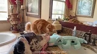 Funny Great Dane Puppy Swipes Snacking Cat's Alligator Toy