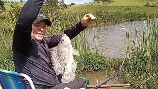 Pescaria de tilápia hoje saiu muito peixe na varinha de bambu #pecaria#pesca