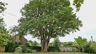Neighbours of Cotswolds village church face &pound;70k bill in row over 250-year-old tree | SWNS