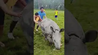 Rhino playing Football, Sauraha, Chitwan National Park #sorts #rhino