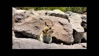 squirrel ground squirrel chipmunk | My Telegram ID:- @mxnmdtanvirahmmed 4K watch time on YouTube